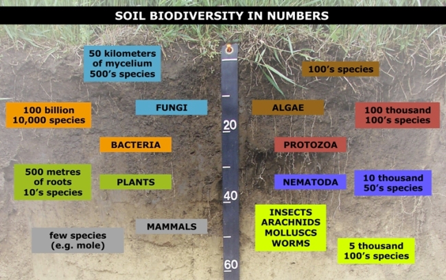 Soil biodiversity.jpg