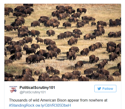 Standing Rock Bison appear.png