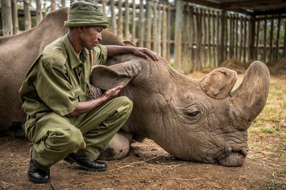 Sudan the last of his Rhino kind.jpg
