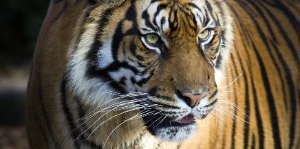 File:Sumatran-tiger-wwf.jpg