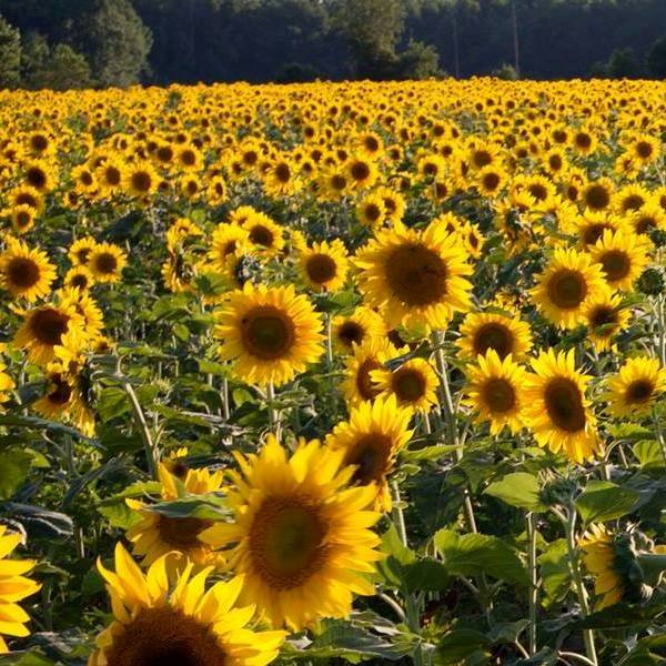 Sunflower fields 600x600.jpg