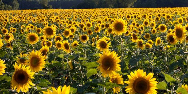 Sunflower fields l.jpg