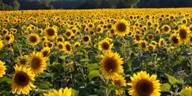Sunflower fields s.jpg
