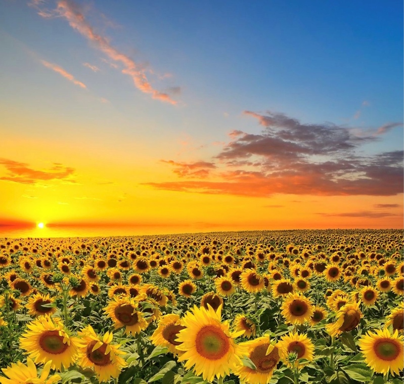 Sunflowers Ukraine.jpg