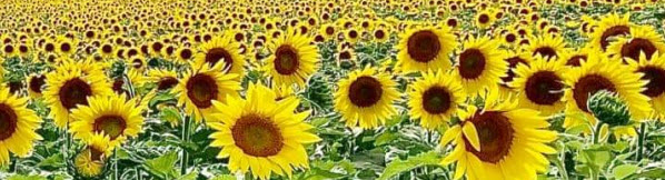 File:Sunflowers healthy together.jpg