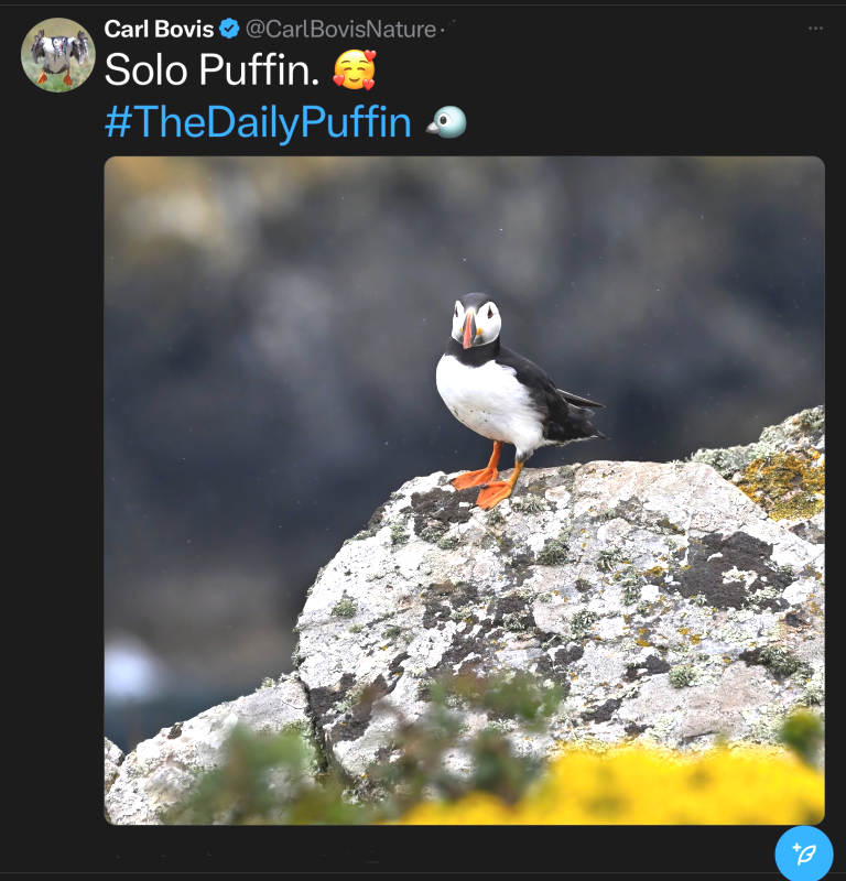 The Daily Puffin.png