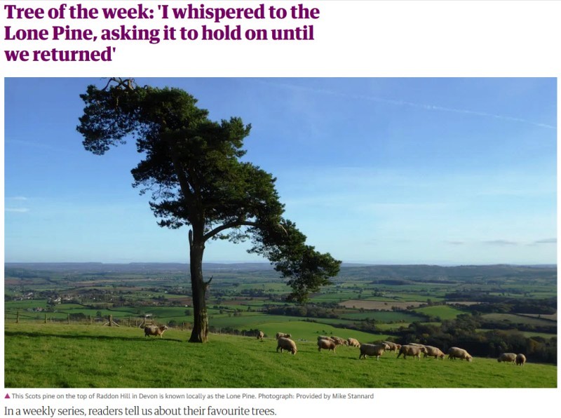 Tree of the Week - a Scots pine in Devon.jpg