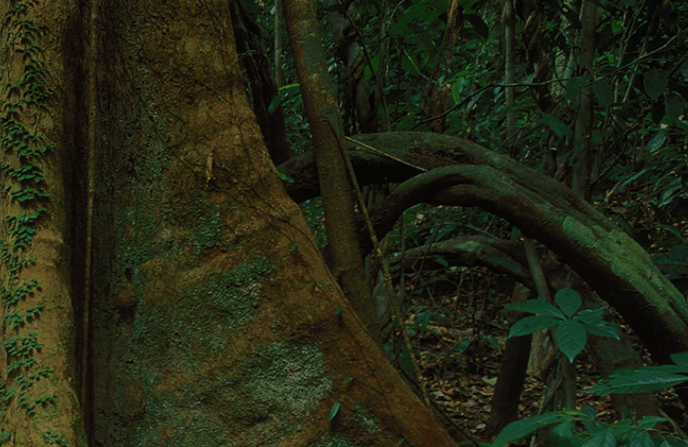 File:Tropical rainforest floor.png