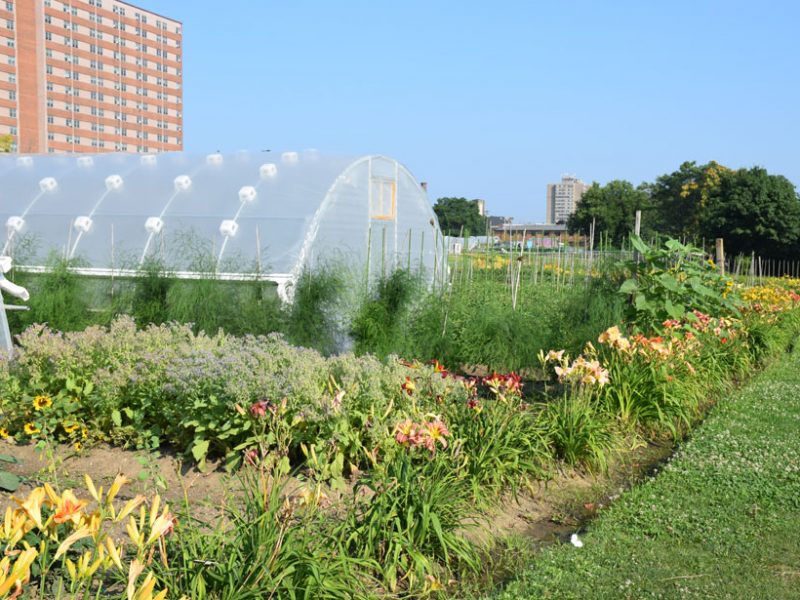 Urban-agriculture-garden-columbus-ohio.jpg