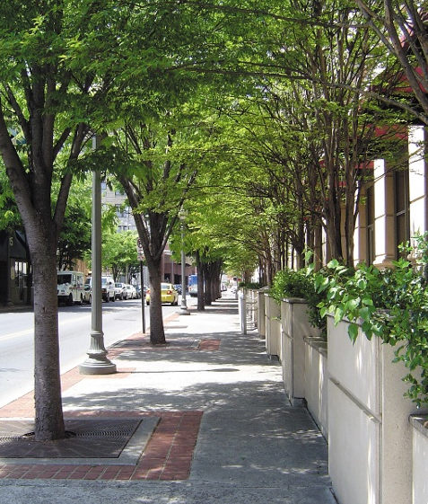 File:Urban Forest Tree UTCM.png