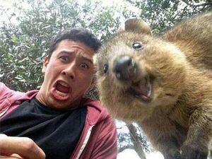 A Quokka, which one.jpg