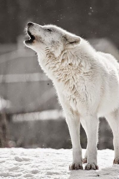 File:Arctic Wolf.jpg