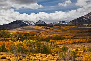 Aspen Trees Fall Colors Web-of-Roots Connected Wiki commons.jpg