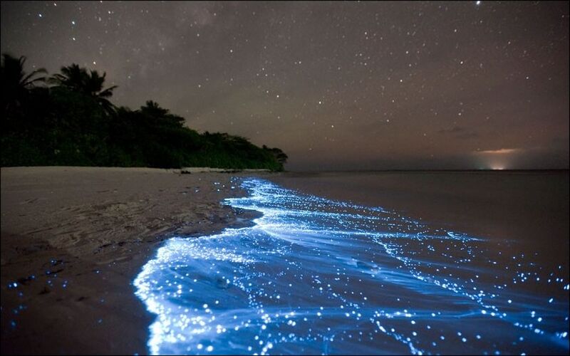 File:Bioluminescent phytoplankton Maldives.jpg