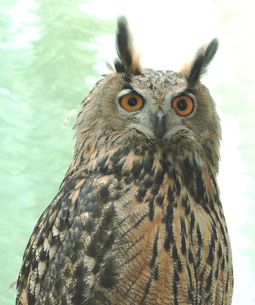 File:Flaco the Eagle Owl.png