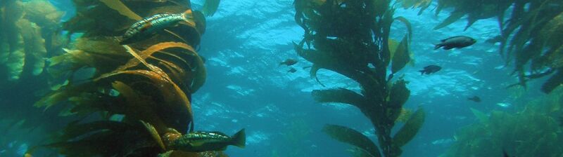 File:Floating forest of kelp.jpg