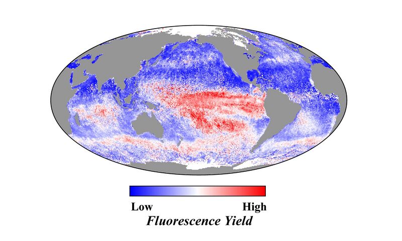 File:Fluorescent-phytoplankton-in-the-ocean1.jpg
