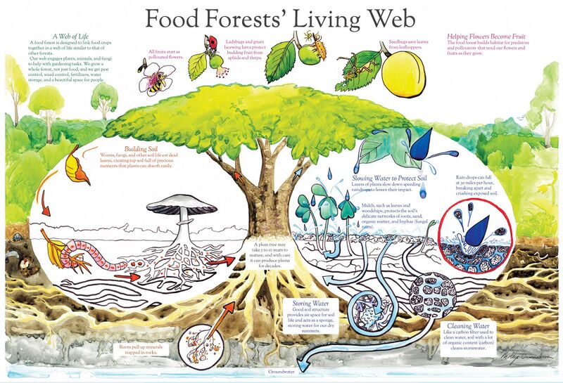 File:Food-Forests-Living-poster by Molly Danielson.jpg