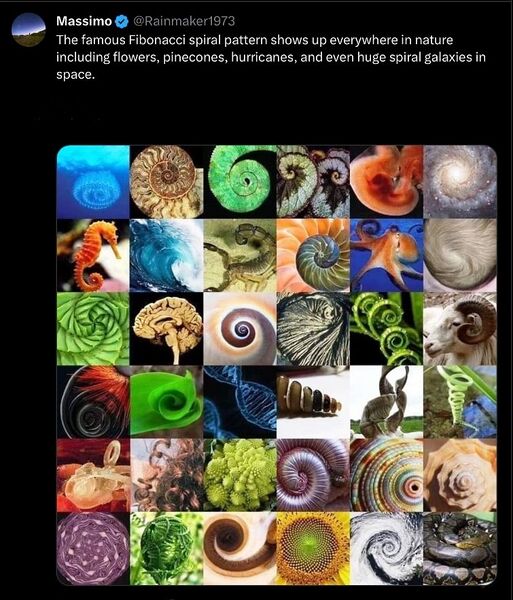 File:Golden spiral, Fibonacci spiral, nature at work.jpg