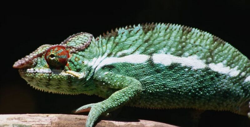 File:Madagascar - Liz the Chameleon.jpg