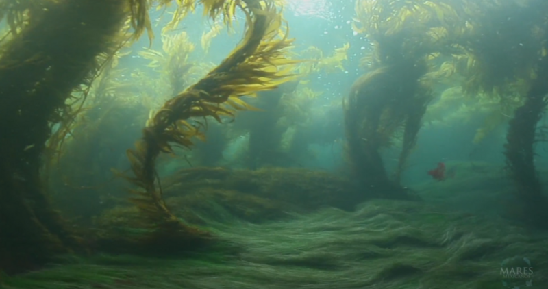 File:Mares Kelp 3.png
