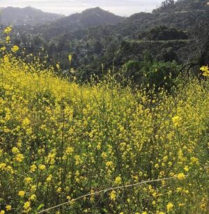 Mustard Greens in the Santa Monica mountains April 2017.jpg