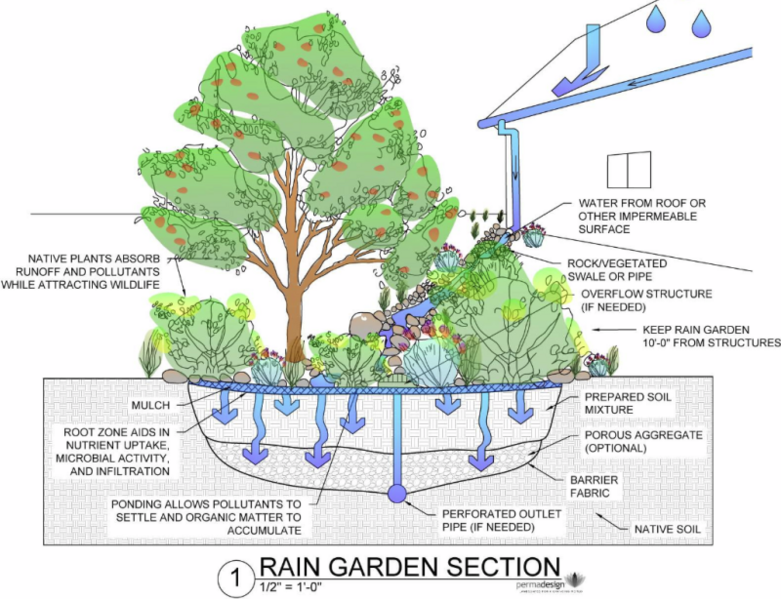 File:Rain Garden Design courtesy of www.PermaDesign.com Nate Downey.png