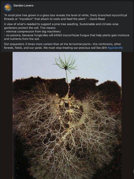 File:Soil and mycelium mycorrhizal fungi network threads.png