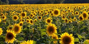 Sunflower fields.JPG