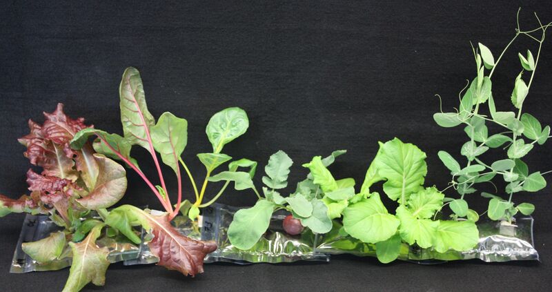 File:VEGGIE successes lettuce, swiss chard, radishes, chinese cabbage, peas.jpg