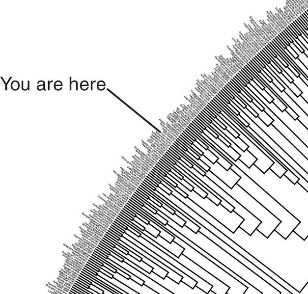 File:You are here on the cladogenetic tree.jpg